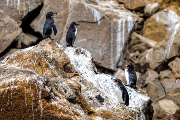 Punta Vicente Roca, Isabela, galapagos penguin