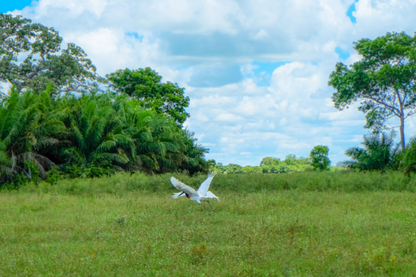 Jabiru, from Campo Grande to Xaraes lodge, Pantanal