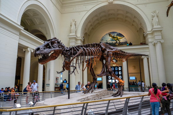 the Field Museum, Chicago