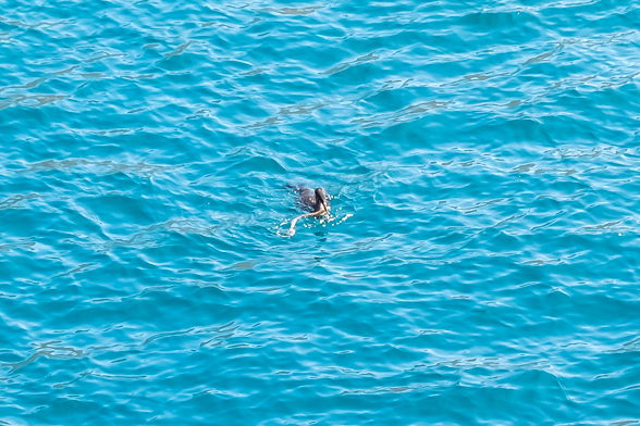 Caleta Tagus, Isabela, flightless cormorant eating eel