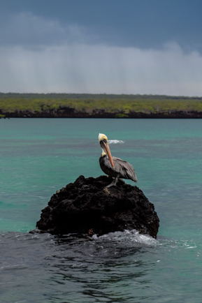 Bahia Elizabeth, Isabela, pelican