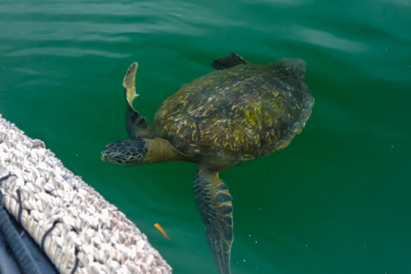 Bahia Elizabeth, Isabela, sea turtle