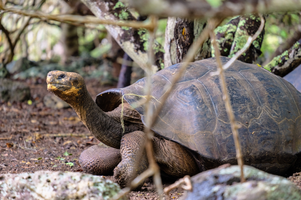 Galapaguera Cerro Colorado, San Cristobal, tortoise breeding center, tortoise