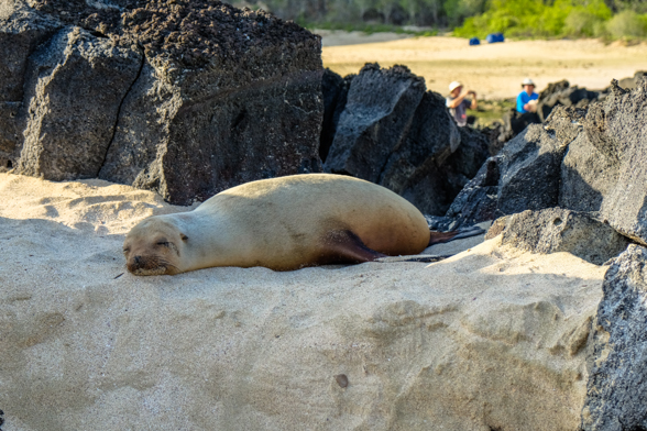 Wizard Hill beach, San Cristobal, sea lion