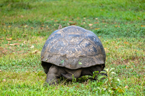 El Manzanillo Tortoise Reserve, Santa Cruz, tortoise