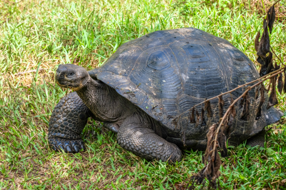 El Manzanillo Tortoise Reserve, Santa Cruz, tortoise