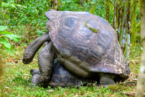 El Manzanillo Tortoise Reserve, Santa Cruz, tortoise mating