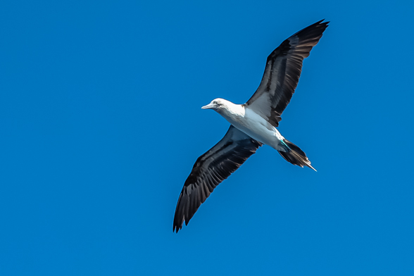 Baltra, blue-footed booby